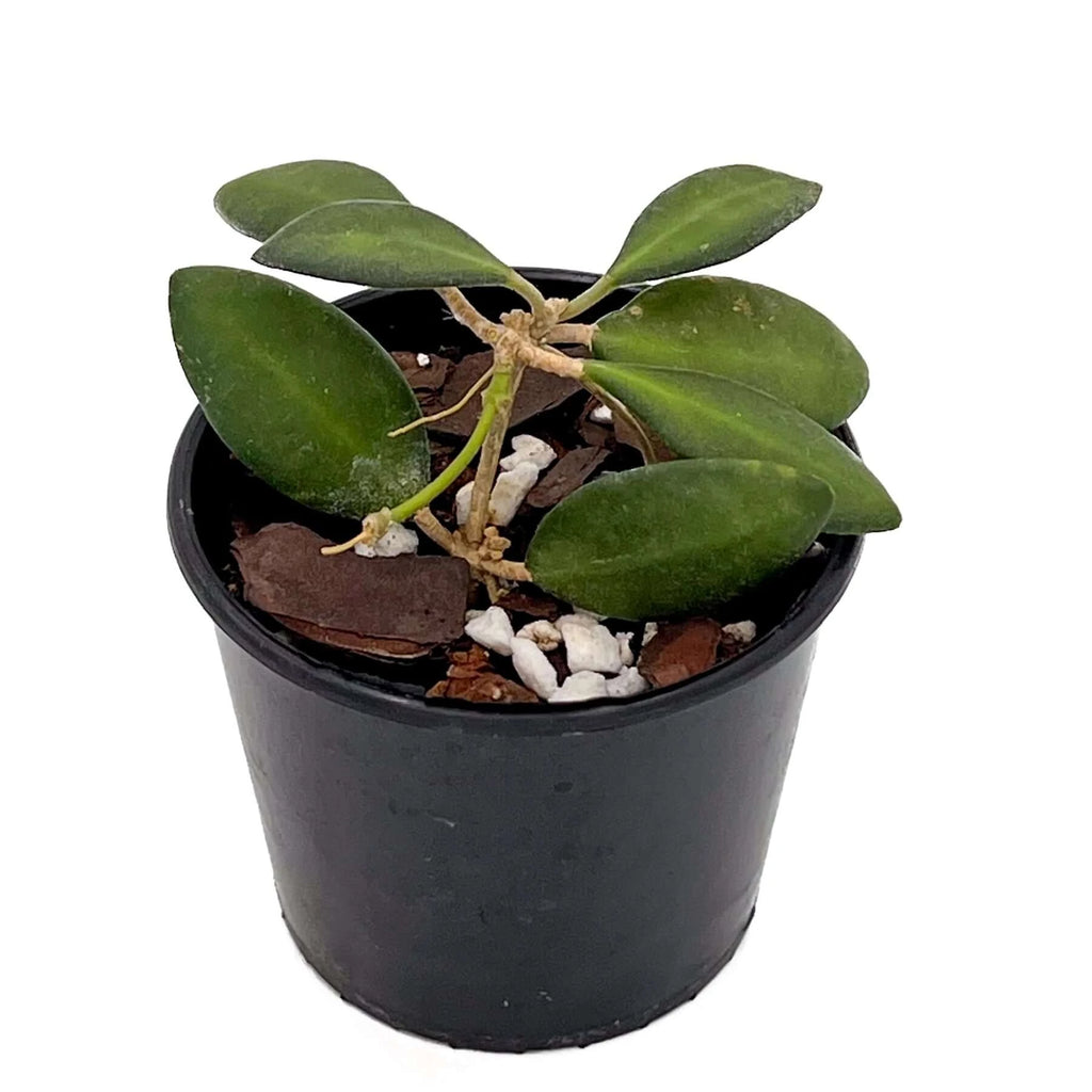 Hoya 'Honey Dew' Hoya sp. aff. burtoniae | Indoor Plant | Chalet Boutique - Australia