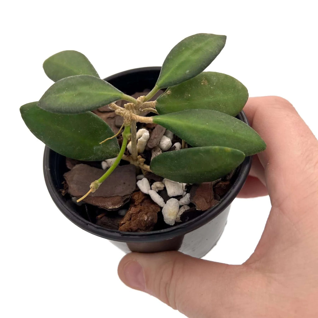 Hoya 'Honey Dew' in a 8cm nursery pot, featuring thick, fuzzy leaves with reddish-brown edges, from Chalet Boutique, Australia.