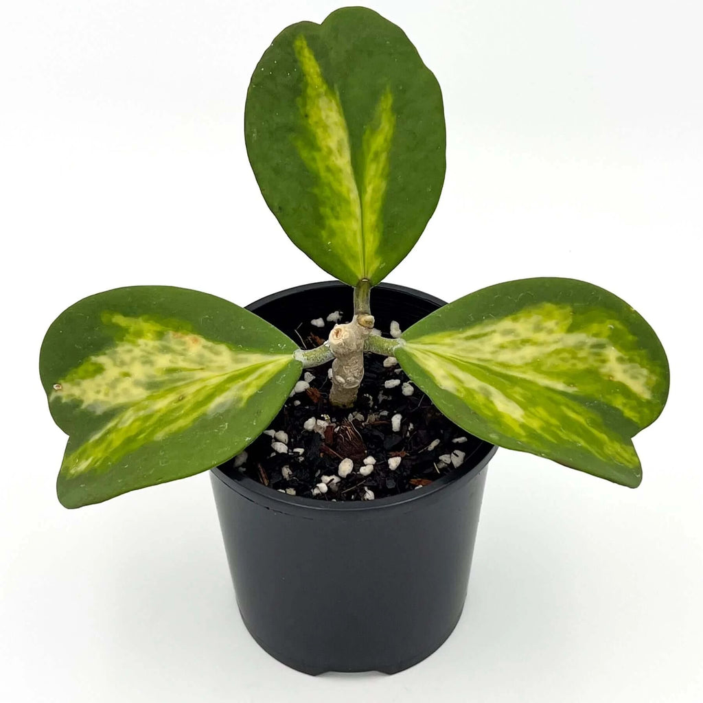 Hoya Kerrii Reverse Variegata 'Speckles' | Indoor Plant | Chalet Boutique - Australia