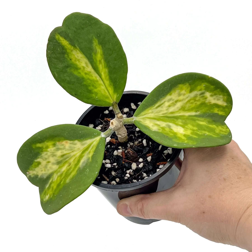 Hoya Kerrii Reverse Variegata 'Speckles' | Indoor Plant | Chalet Boutique - Australia