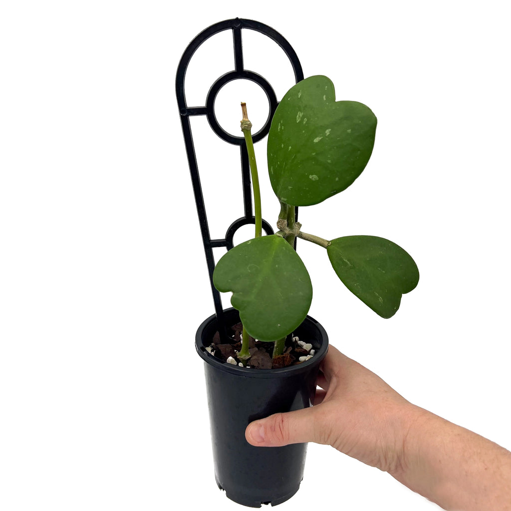 Hoya kerrii | Indoor Plant | Chalet Boutique - Australia