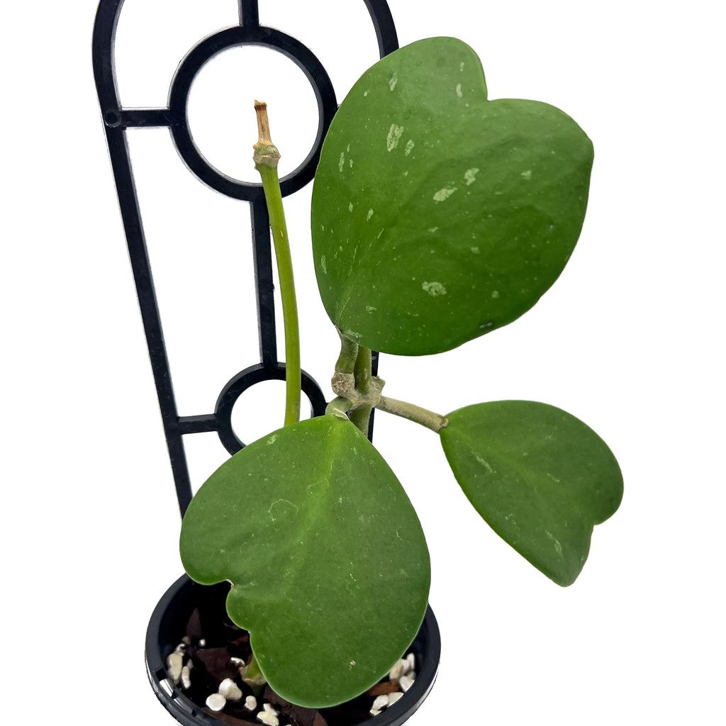 Hoya kerrii | Indoor Plant | Chalet Boutique - Australia