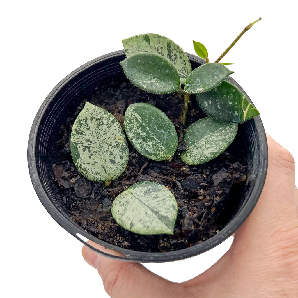 Hoya mathilde 'Splash' | Indoor Plant | Chalet Boutique - Australia