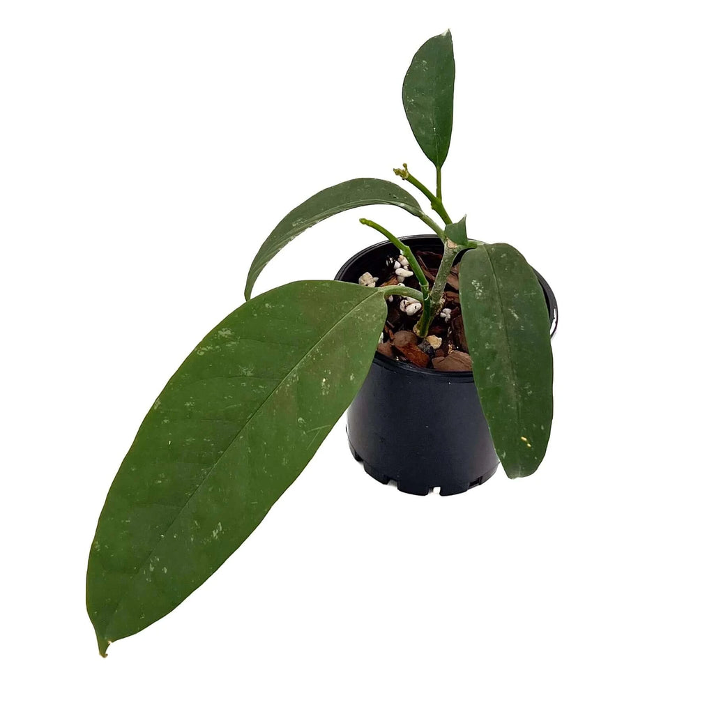 Hoya multiflora 'Shooting Star' | Indoor Plant | Chalet Boutique - Australia