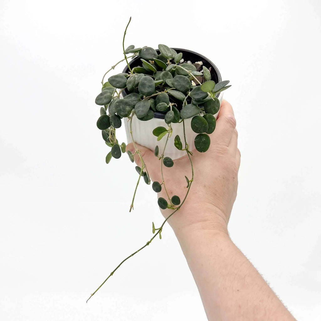 Hoya Serpens | Indoor Plant | Chalet Boutique - Australia