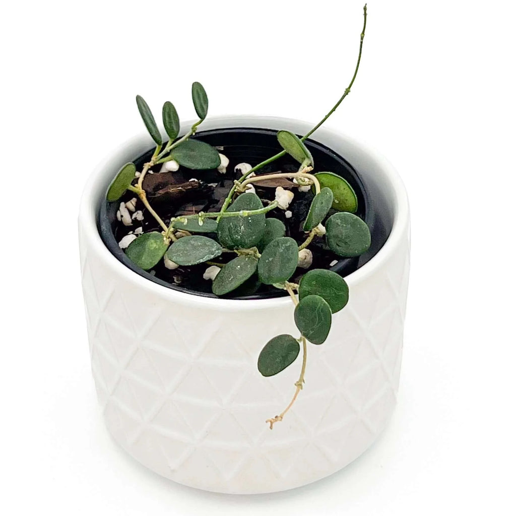 Hoya Serpens | Indoor Plant | Chalet Boutique - Australia