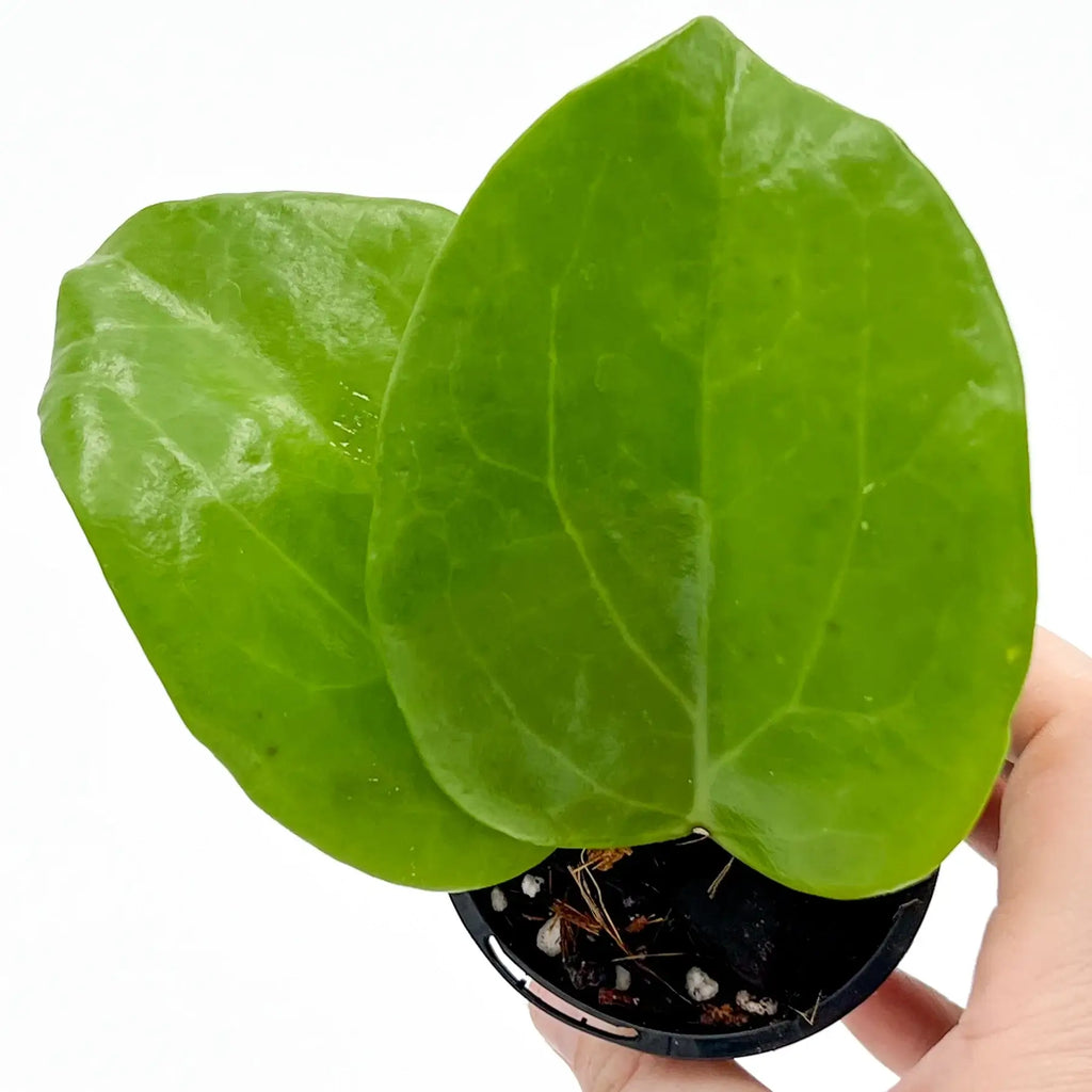 Hoya surigaoensis | Indoor Plant | Chalet Boutique - Australia