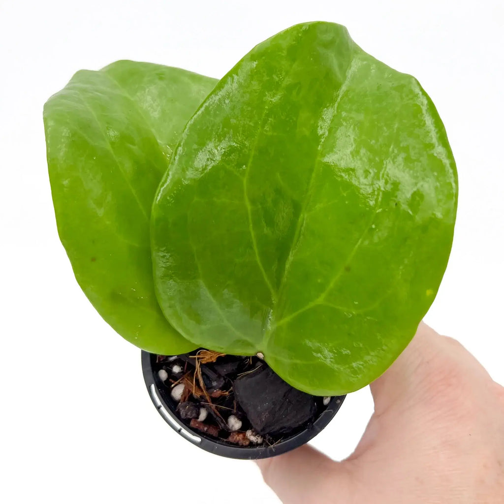 Hoya surigaoensis | Indoor Plant | Chalet Boutique - Australia