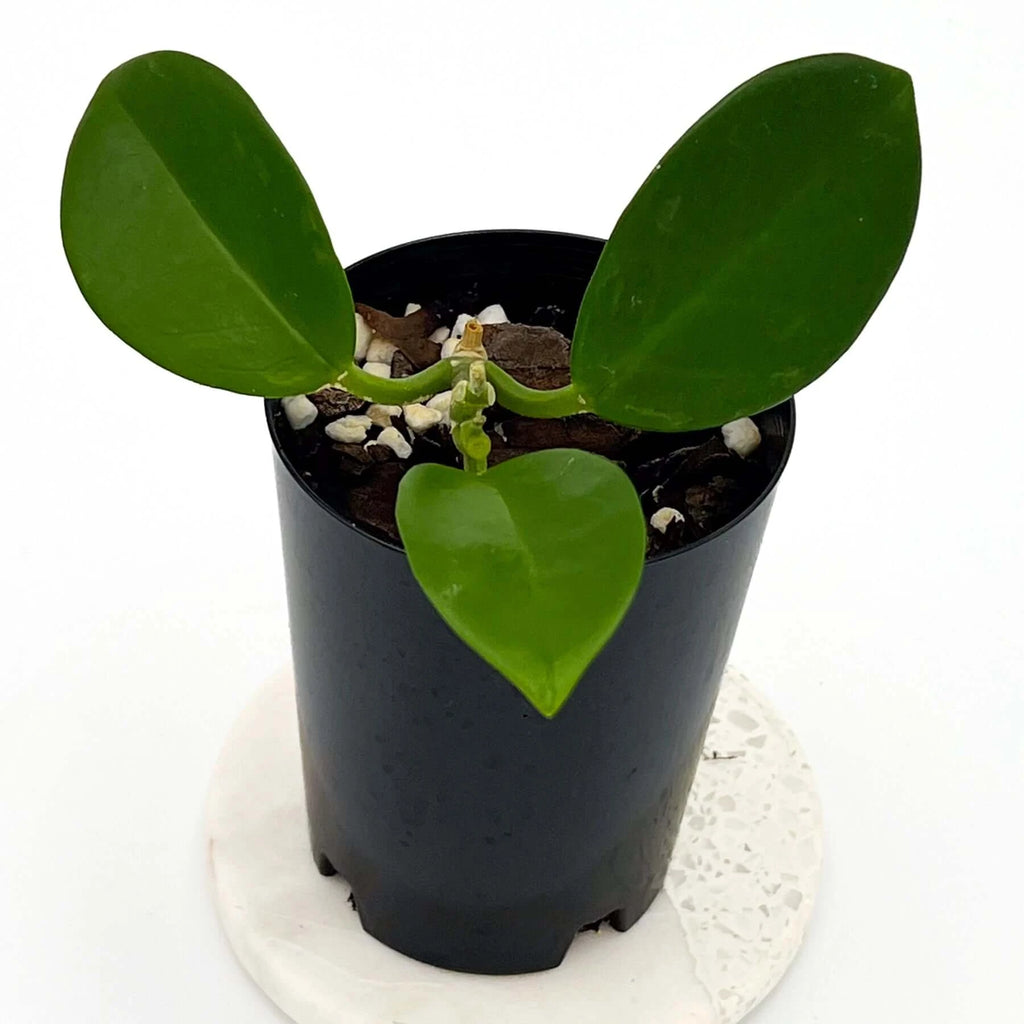 Hoya australis ssp. sanae | Indoor Plant | Chalet Boutique - Australia