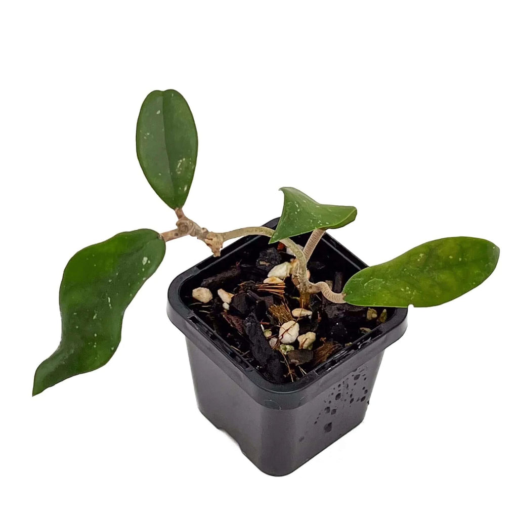 Hoya ban ngong ngoy | Indoor Plant | Chalet Boutique - Australia