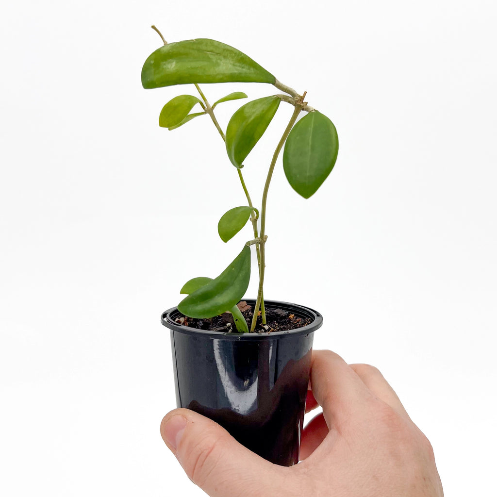 Hoya bhutanica | Indoor Plant | Chalet Boutique - Australia