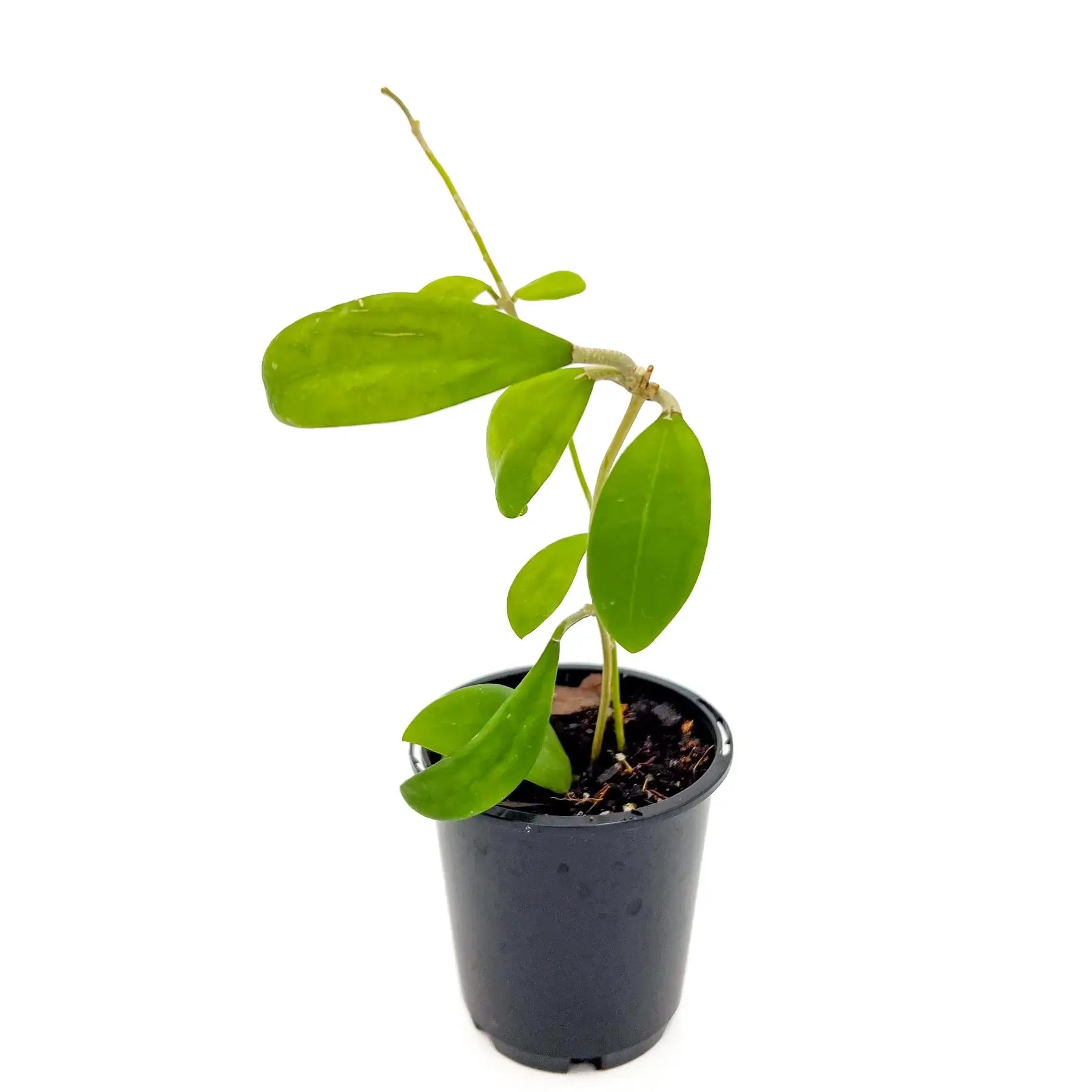 Hoya Bhutanica - Rare Indoor Plant for Sale Australia