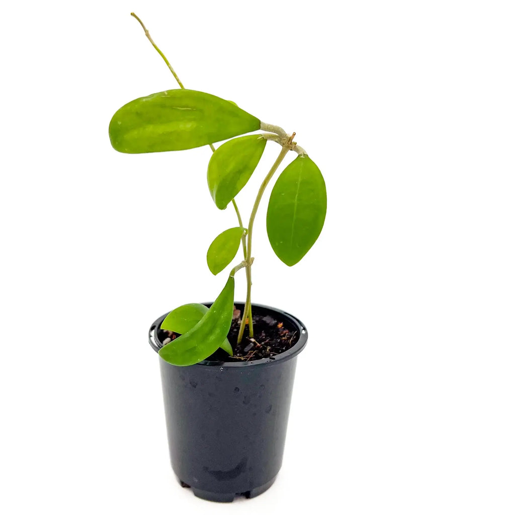 Hoya bhutanica in a 8cm nursery pot, featuring thick, succulent green leaves. Chalet Boutique, Australia.