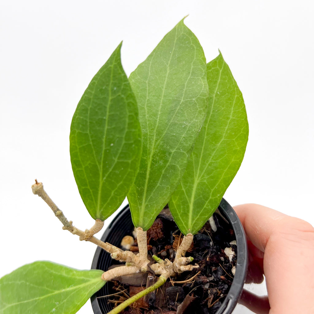 Hoya camphorifolia | Indoor Plant | Chalet Boutique - Australia