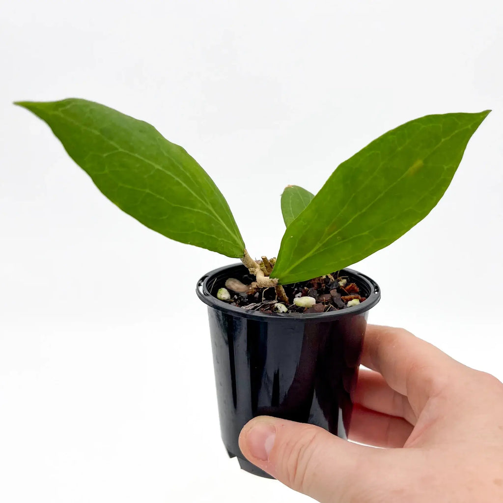 Hoya camphorifolia | Indoor Plant | Chalet Boutique - Australia