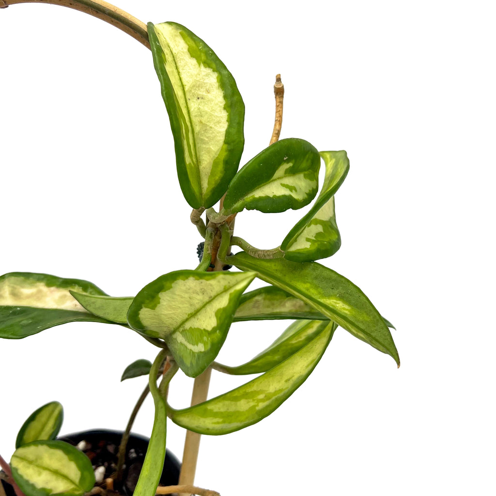 Hoya carnosa Krimson Princess | Indoor Plant | Chalet Boutique - Australia