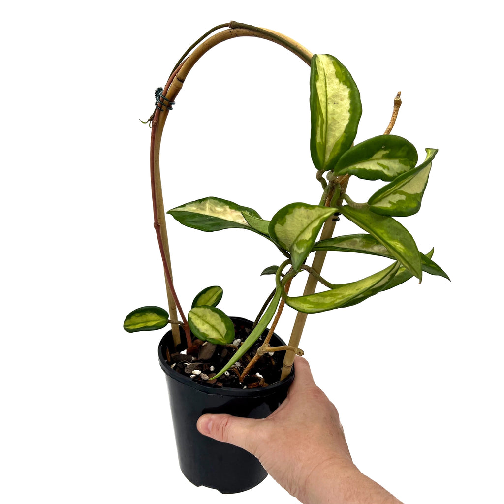 Hoya carnosa Krimson Princess | Indoor Plant | Chalet Boutique - Australia