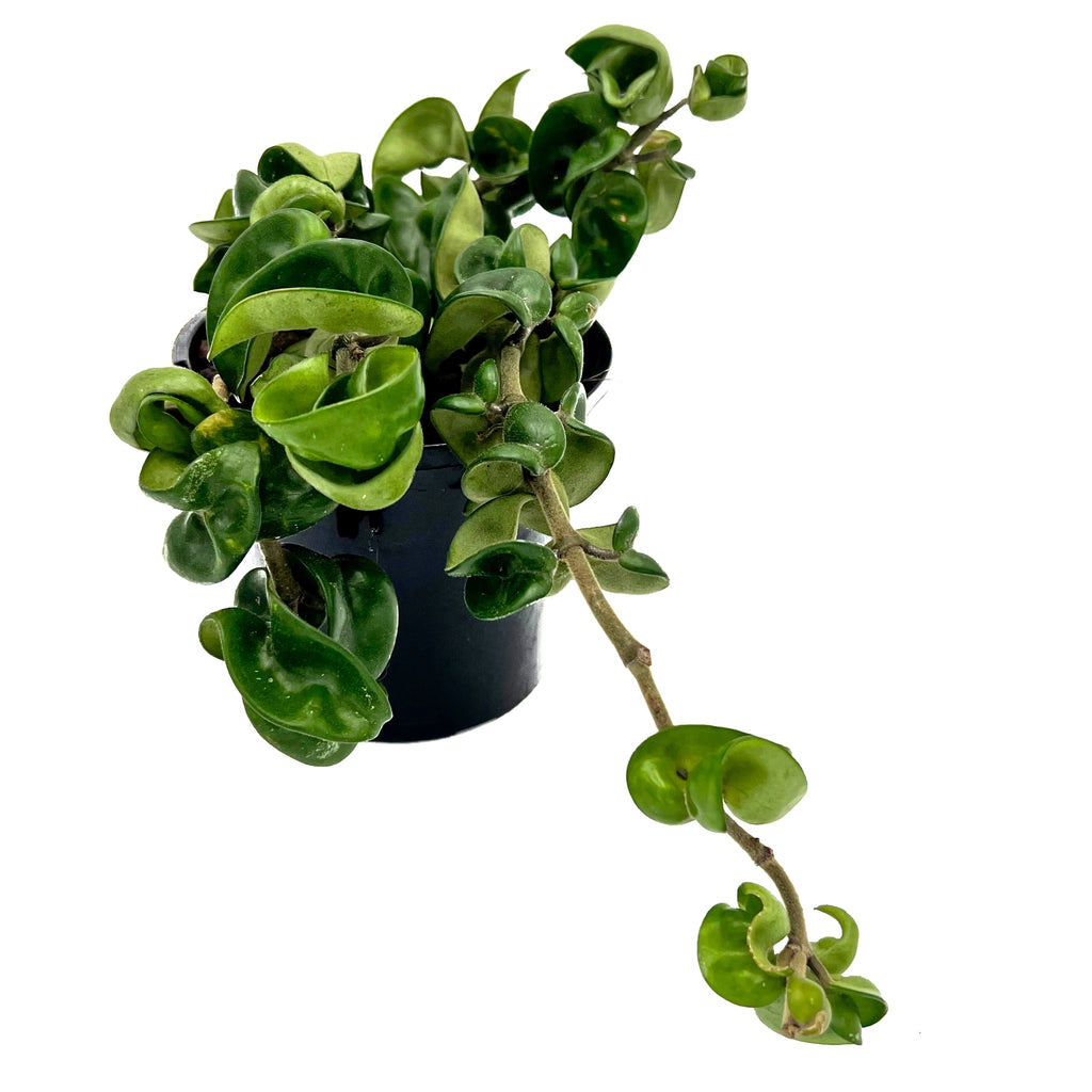 Hoya compacta 'Indian Rope' | Indoor Plant | Chalet Boutique - Australia