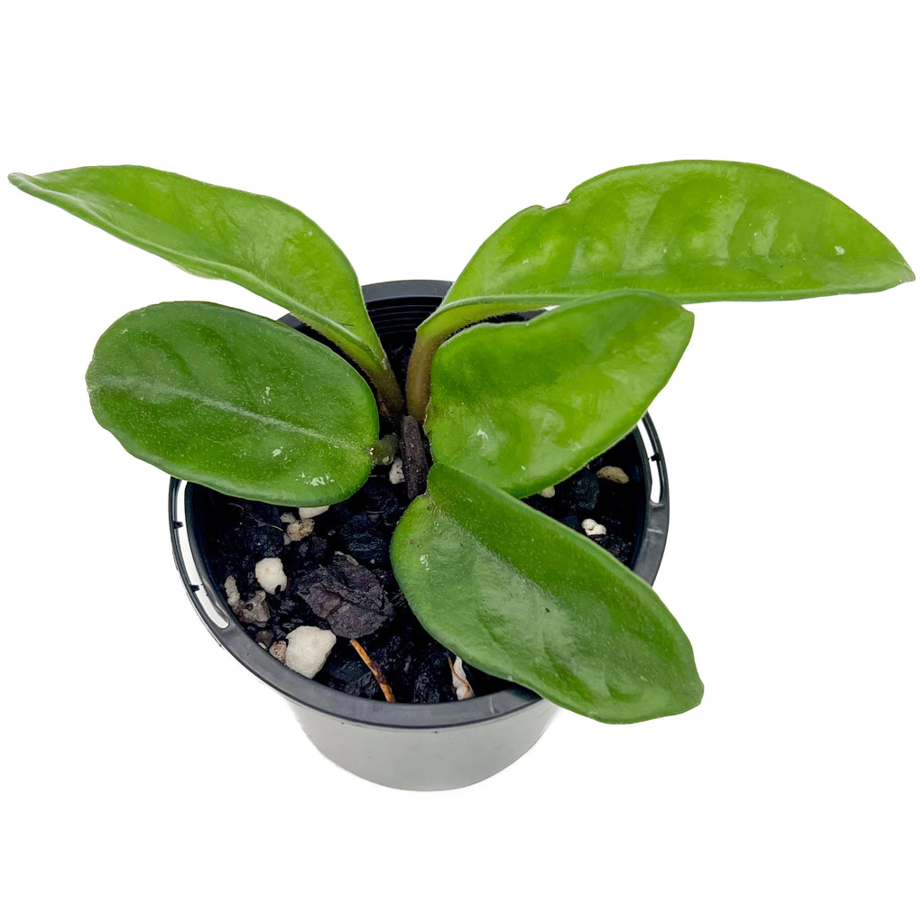 Hoya Compacta Krinkle 8 | Indoor Plant | Chalet Boutique - Australia
