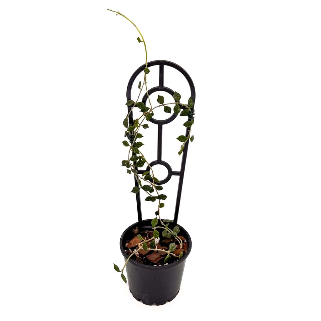 Hoya curtisii | Indoor Plant | Chalet Boutique - Australia