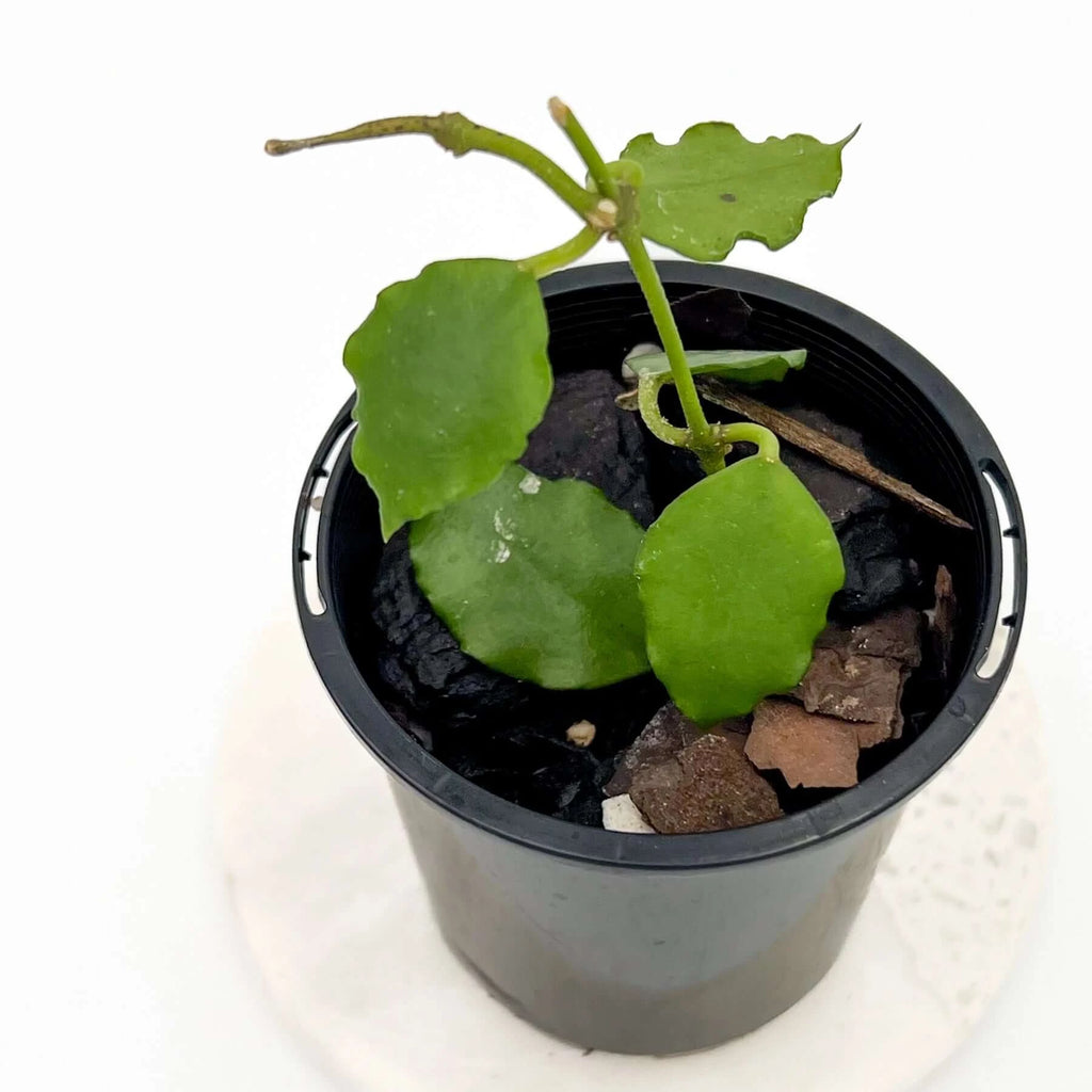 Hoya endauensis | Indoor Plant | Chalet Boutique - Australia