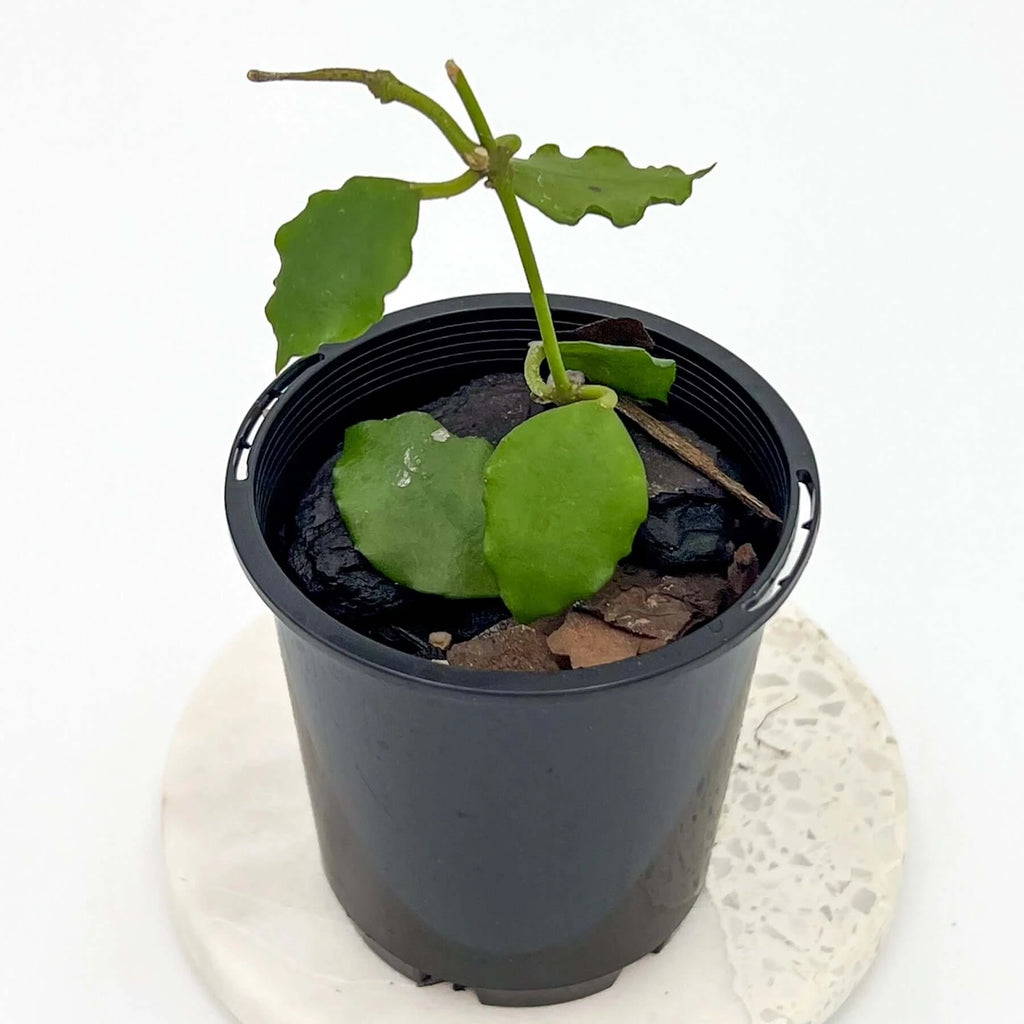 Hoya endauensis | Indoor Plant | Chalet Boutique - Australia