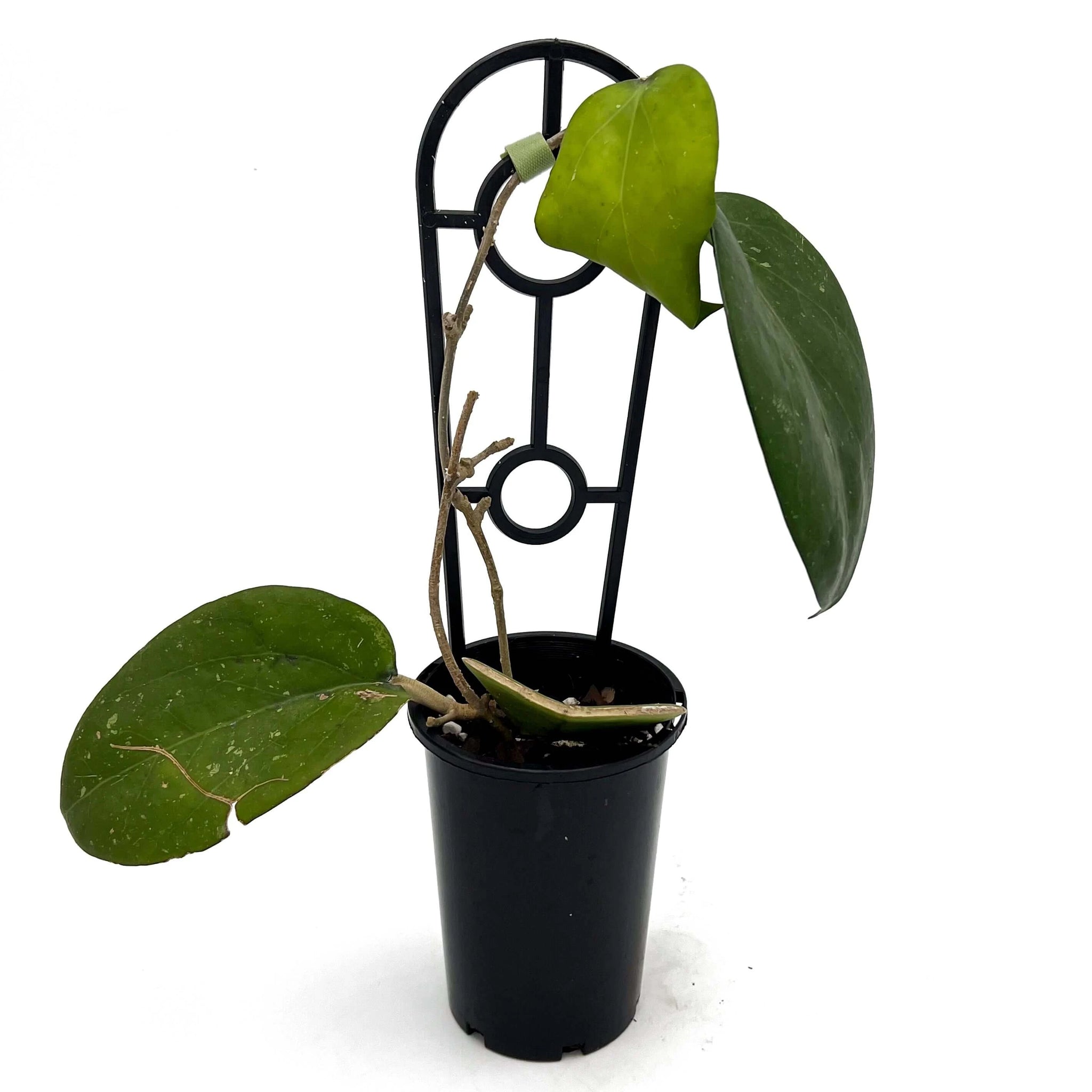 Hoya Fusco Marginata