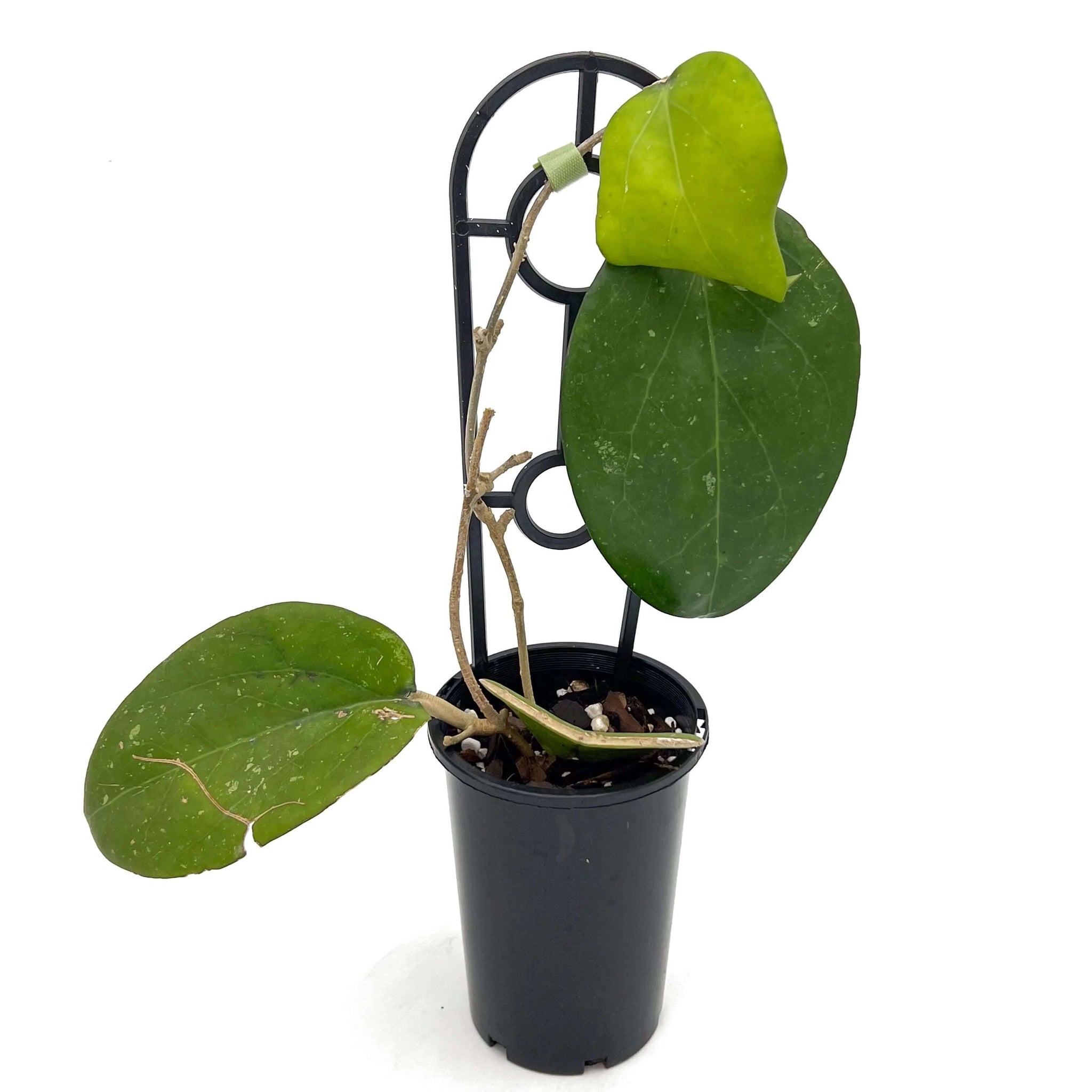 Hoya Fusco Marginata