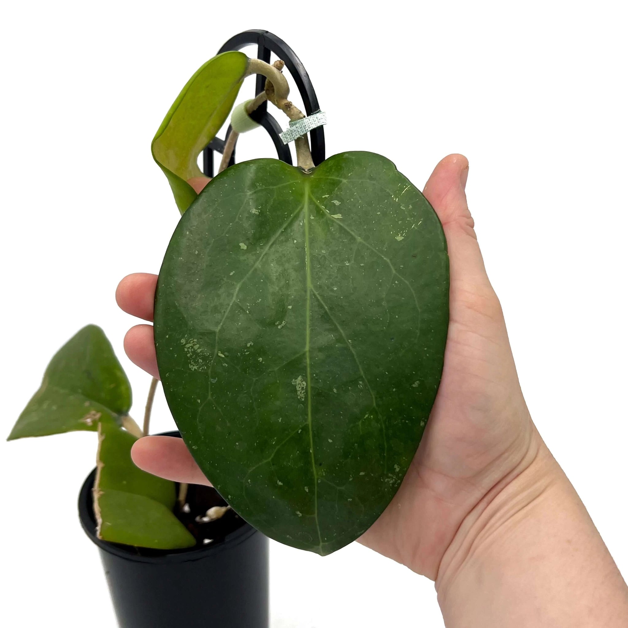Hoya Fusco Marginata