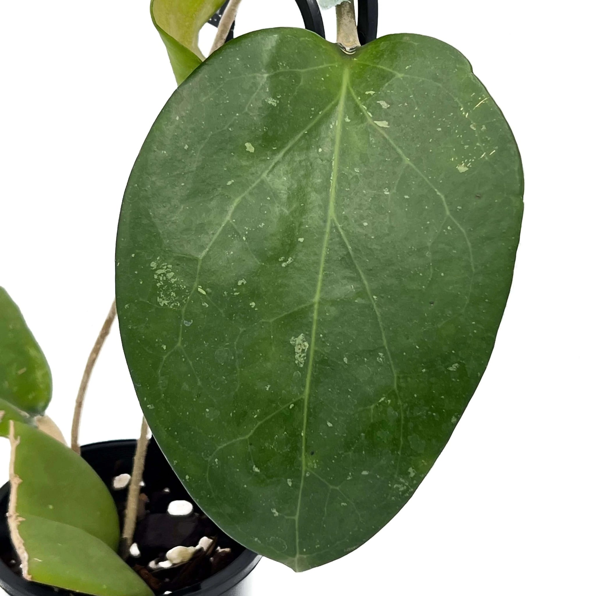 monstera plant light Monstera Deliciosa in 6