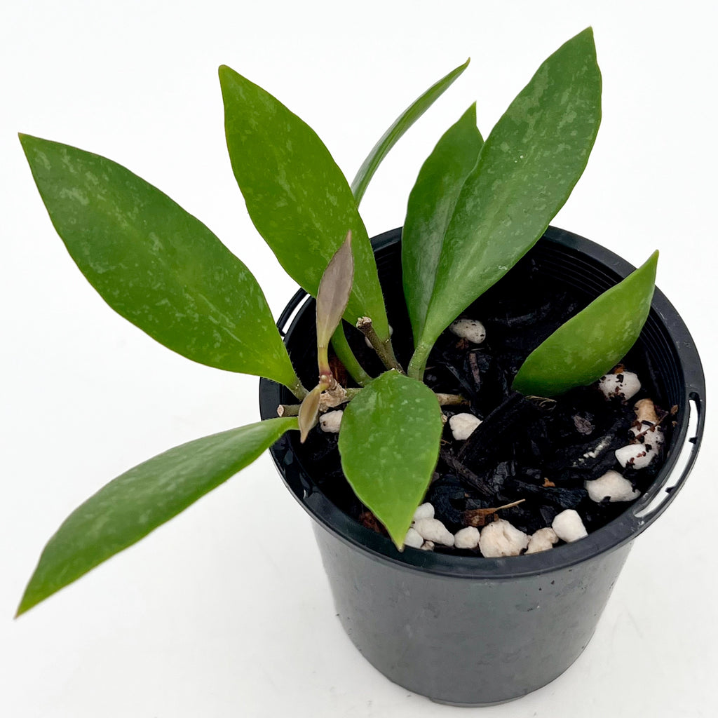Hoya inconspicua | Indoor Plant | Chalet Boutique - Australia