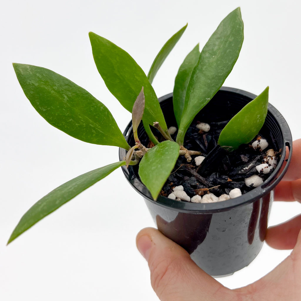 Hoya inconspicua | Indoor Plant | Chalet Boutique - Australia