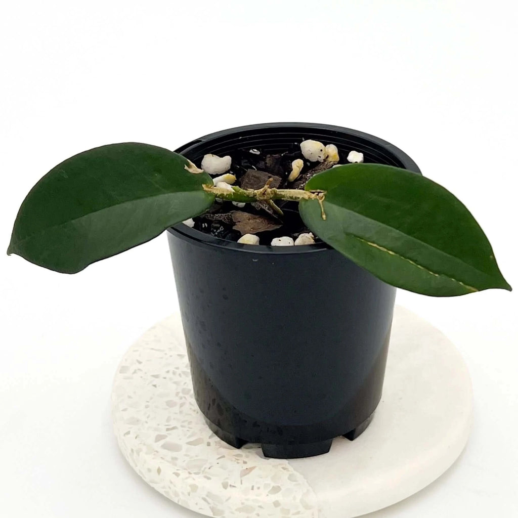Hoya ischnopus | Indoor Plant | Chalet Boutique - Australia