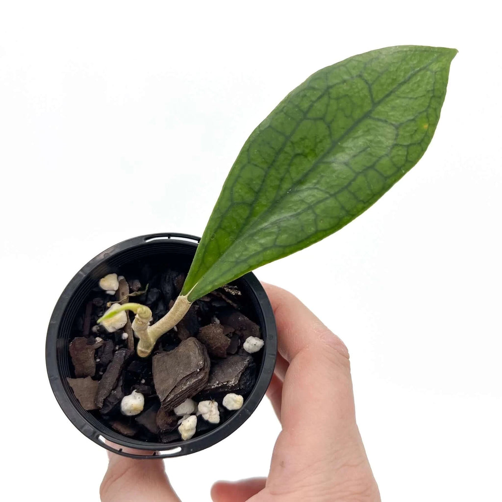 Hoya sp. jennifer | Indoor Plant | Chalet Boutique - Australia