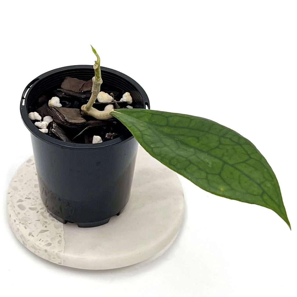 Hoya sp. jennifer | Indoor Plant | Chalet Boutique - Australia