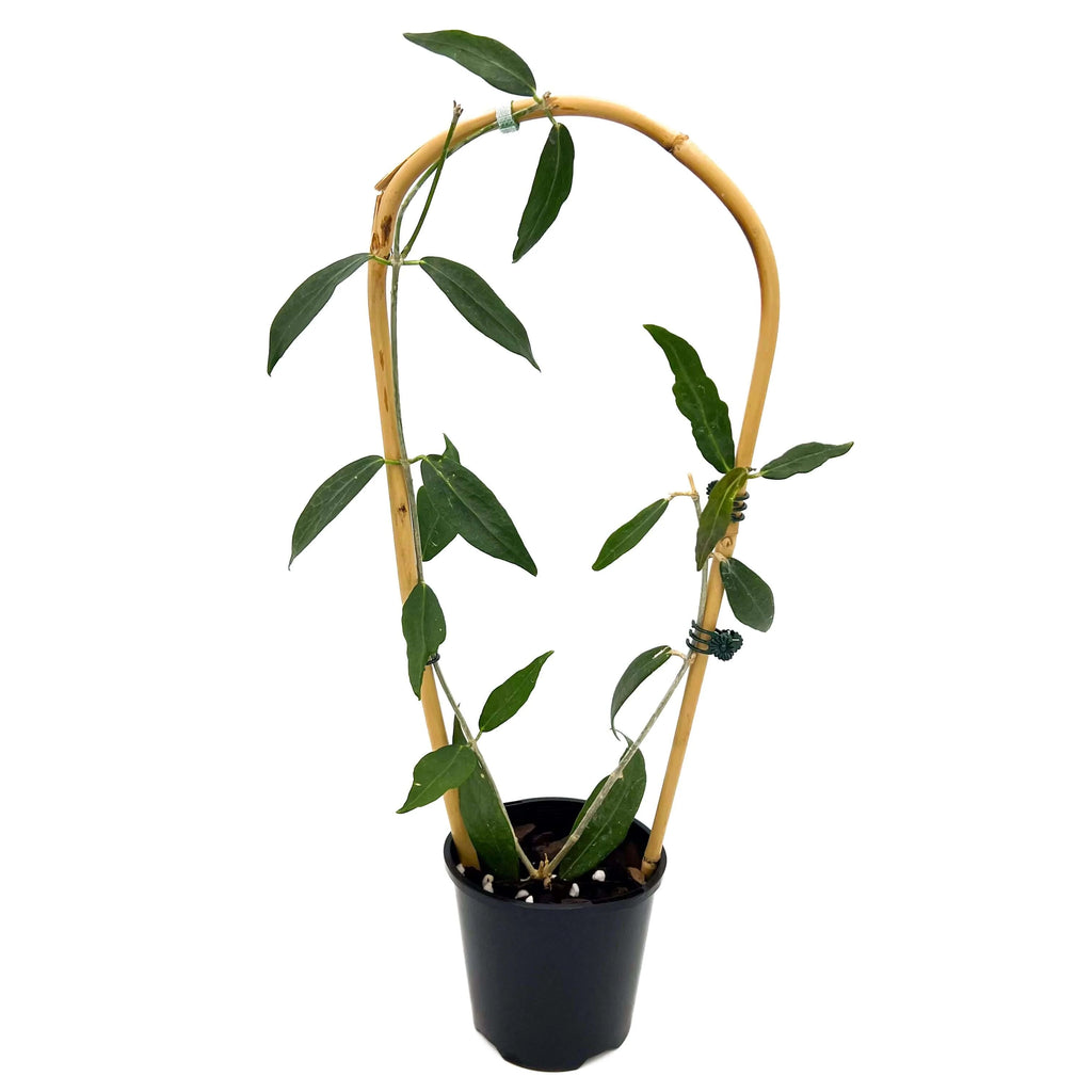 Hoya lamingtoniae | Indoor Plant | Chalet Boutique - Australia