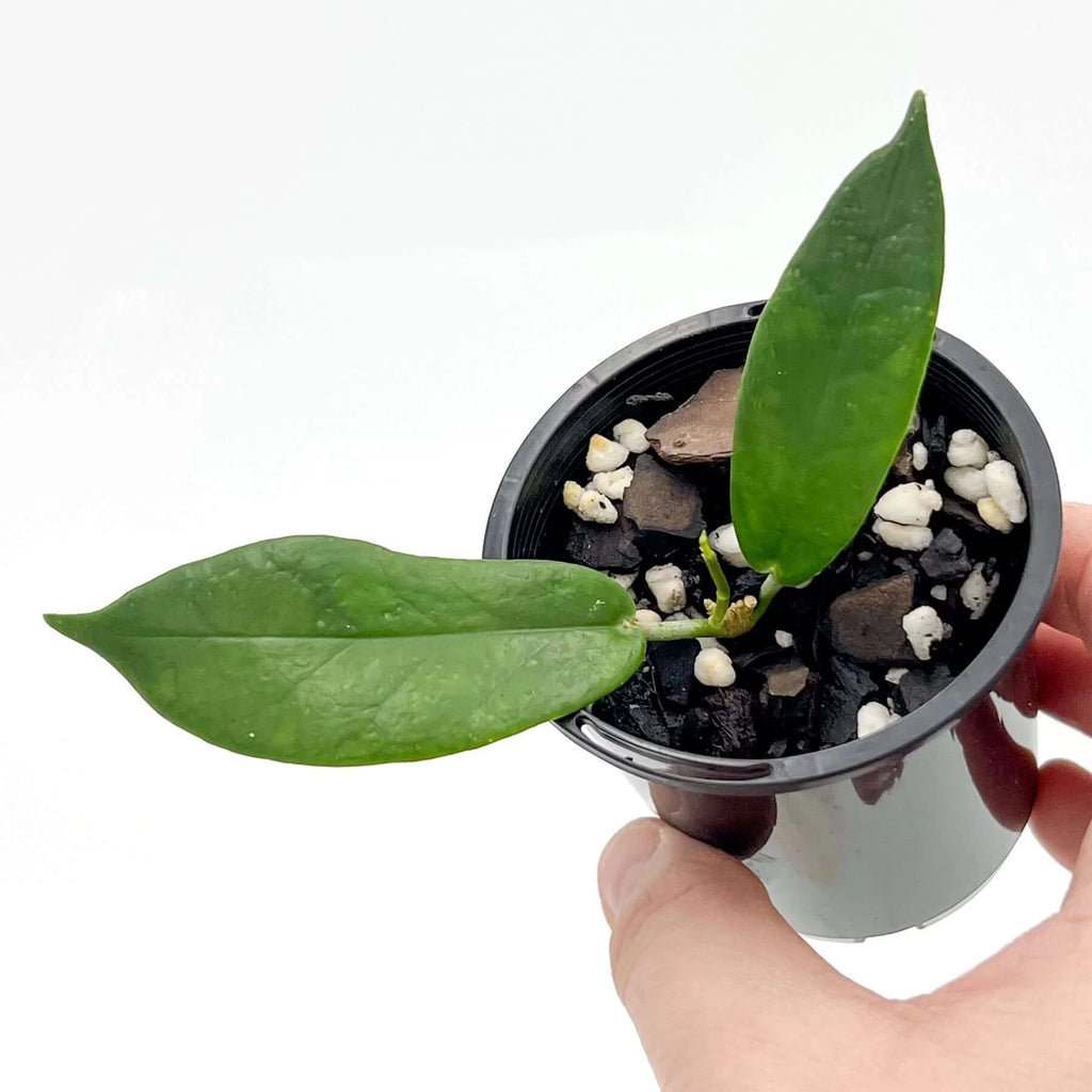 Hoya macgillivrayi | Indoor Plant | Chalet Boutique - Australia