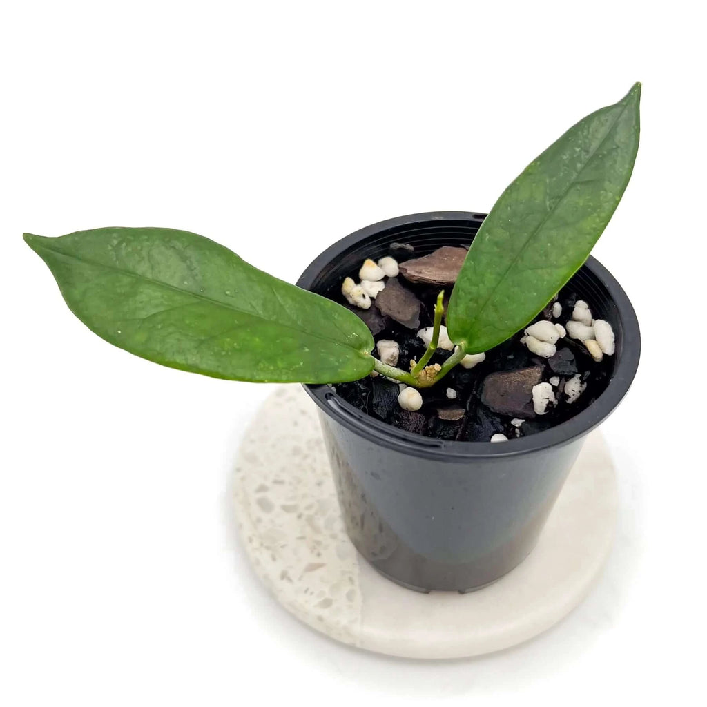 Hoya macgillivrayi | Indoor Plant | Chalet Boutique - Australia