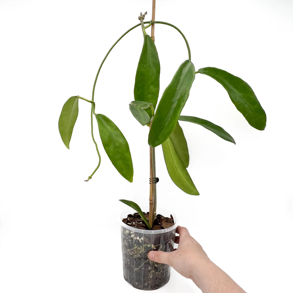 Hoya treubiana | Indoor Plant | Chalet Boutique - Australia