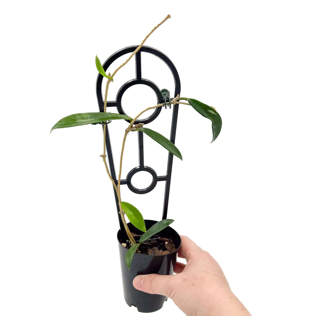 Hoya minibelle | Indoor Plant | Chalet Boutique - Australia