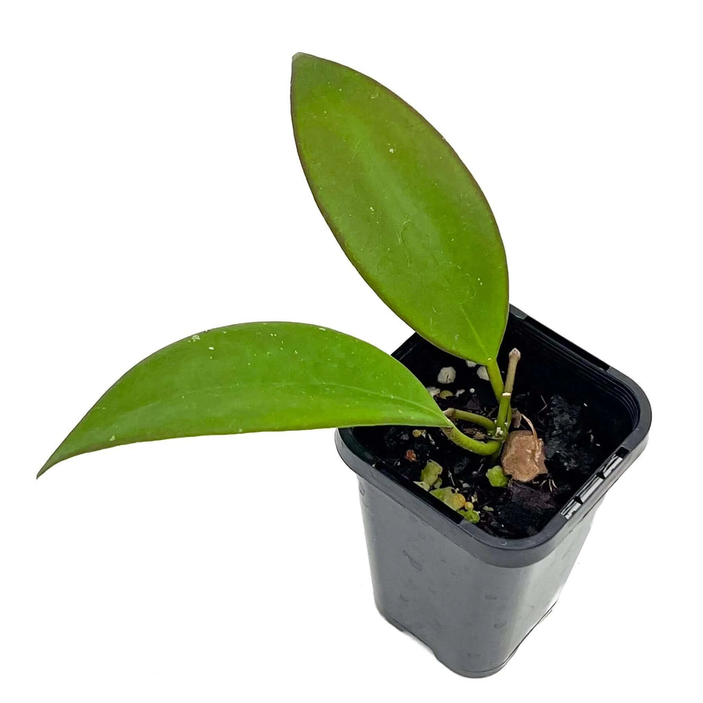 Hoya minahassae indoor plant with glossy green leaves in a black pot, perfect for houseplant enthusiasts. Chalet Boutique, Australia.