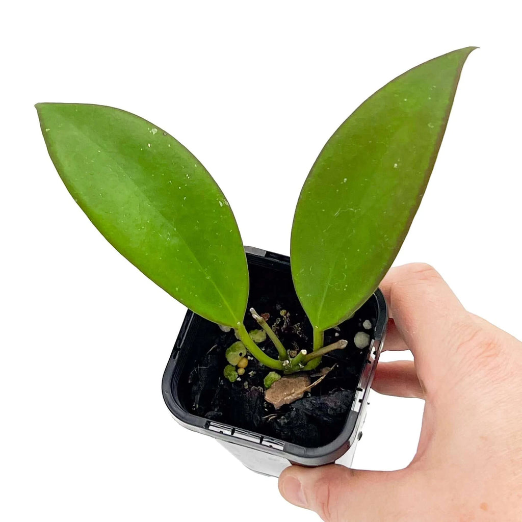 Hoya minahassae plant with glossy green leaves in a nursery pot, held in hand, unique indoor plant Australia. Chalet Boutique, Australia.