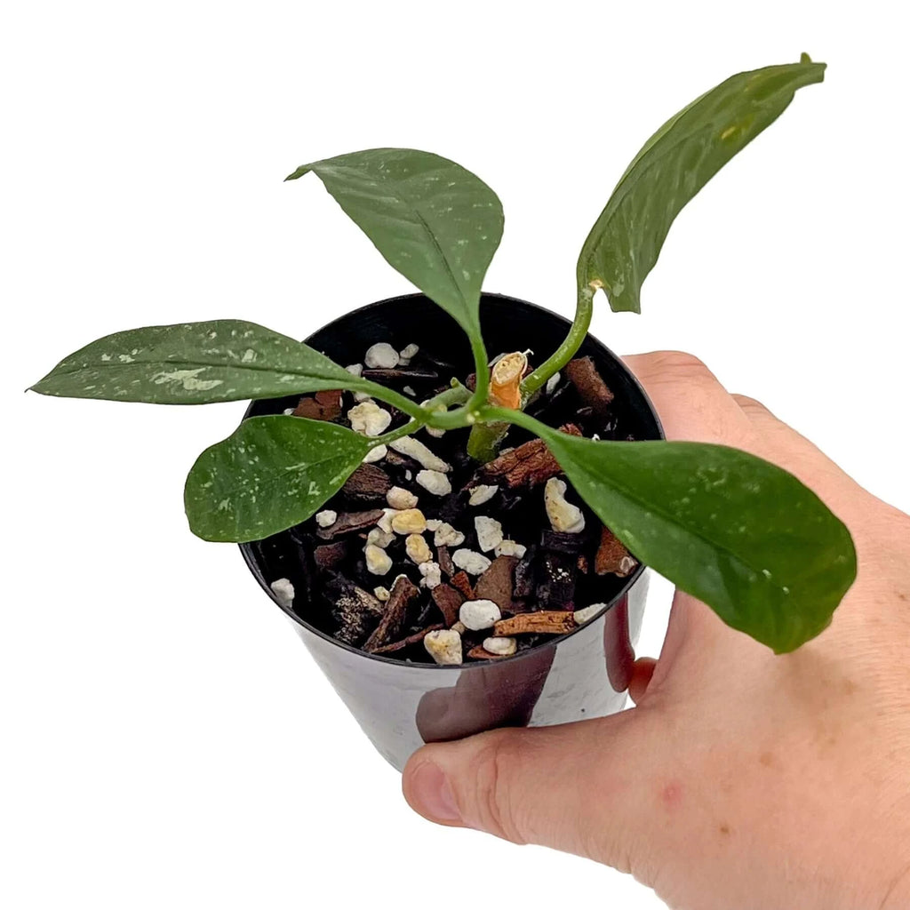 Hoya multiflora Java | Indoor Plant | Chalet Boutique - Australia