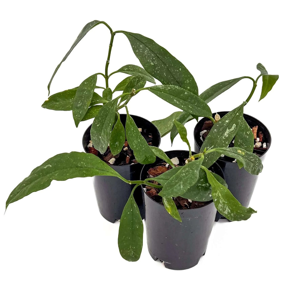 Hoya multiflora Java | Indoor Plant | Chalet Boutique - Australia