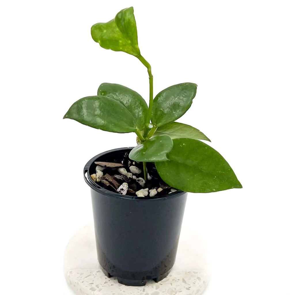 Hoya nabawanensis | Indoor Plant | Chalet Boutique - Australia