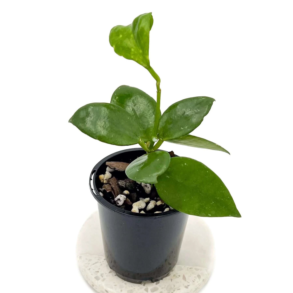 Hoya nabawanensis | Indoor Plant | Chalet Boutique - Australia