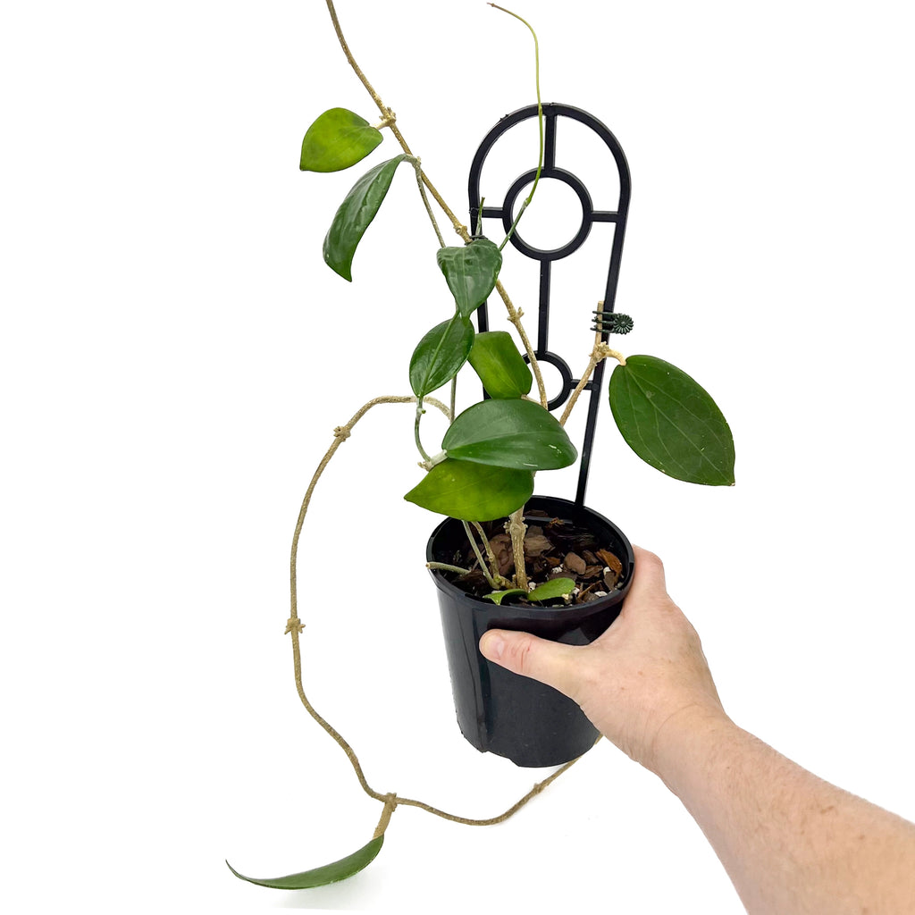 Hoya nicholsoniae | Indoor Plant | Chalet Boutique - Australia