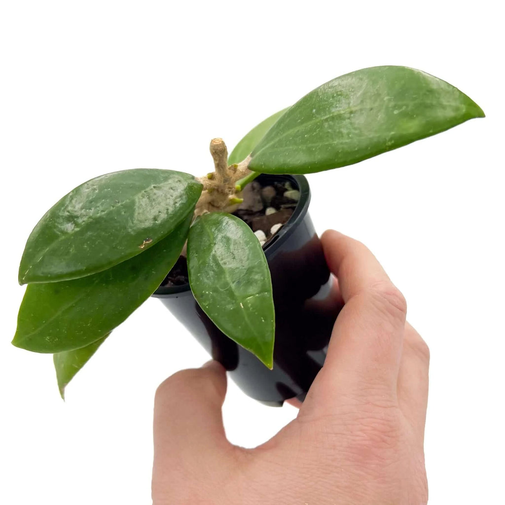 Hoya nicholsoniae | Indoor Plant | Chalet Boutique - Australia