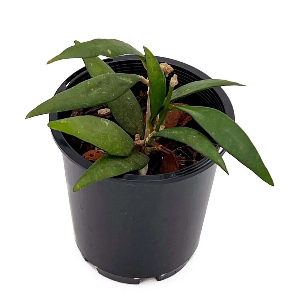 Hoya parviflora | Indoor Plant | Chalet Boutique - Australia