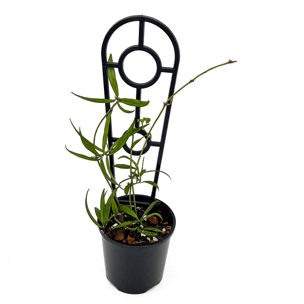 Hoya Pauciflora | Indoor Plant | Chalet Boutique - Australia